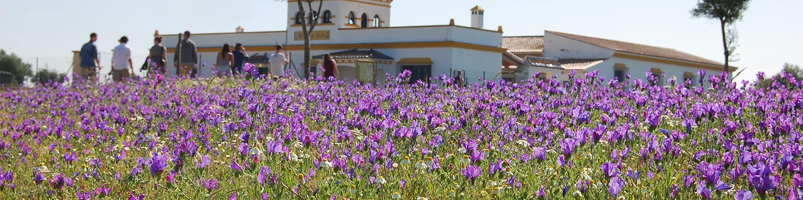 Students stand in a field of wildflowers in front of a white building