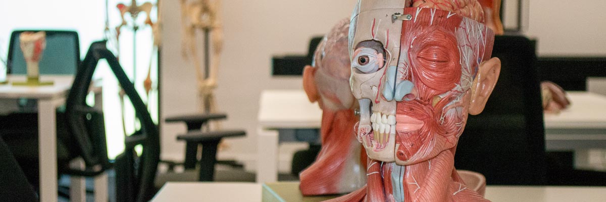 Anatomical model of a human head