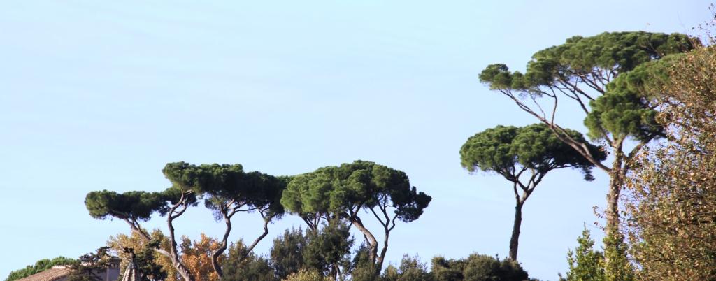 Stone pines Rome